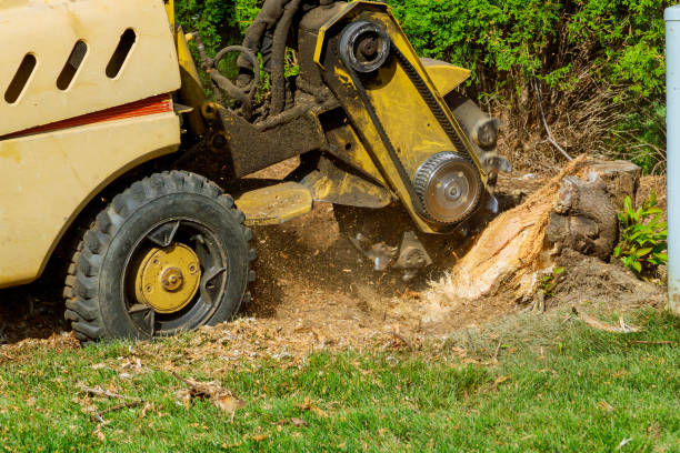 Professional Tree Service in Bernalillo, NM